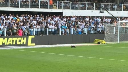 Gato preto foi filmado por diversos torcedores do Santos enquanto lentamente deixava o gramado