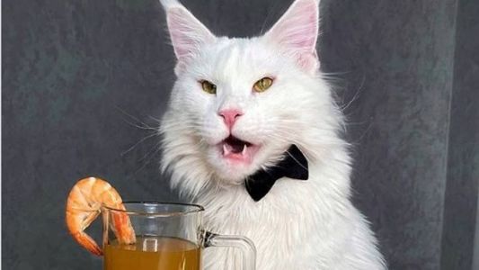 Gato tem três anos e vídeos e fotos fazem sucesso na internet