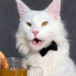 'Super gato' de 12 kg chama atenção da web e vídeo com criança viraliza  