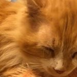 Gato abandonado caminha 19 quilômetros para voltar para casa e família tentar sacrificar o pet 
