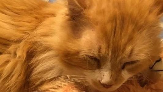 Gato Toby conseguiu voltar para casa após ser abandonado pelos antigos donos