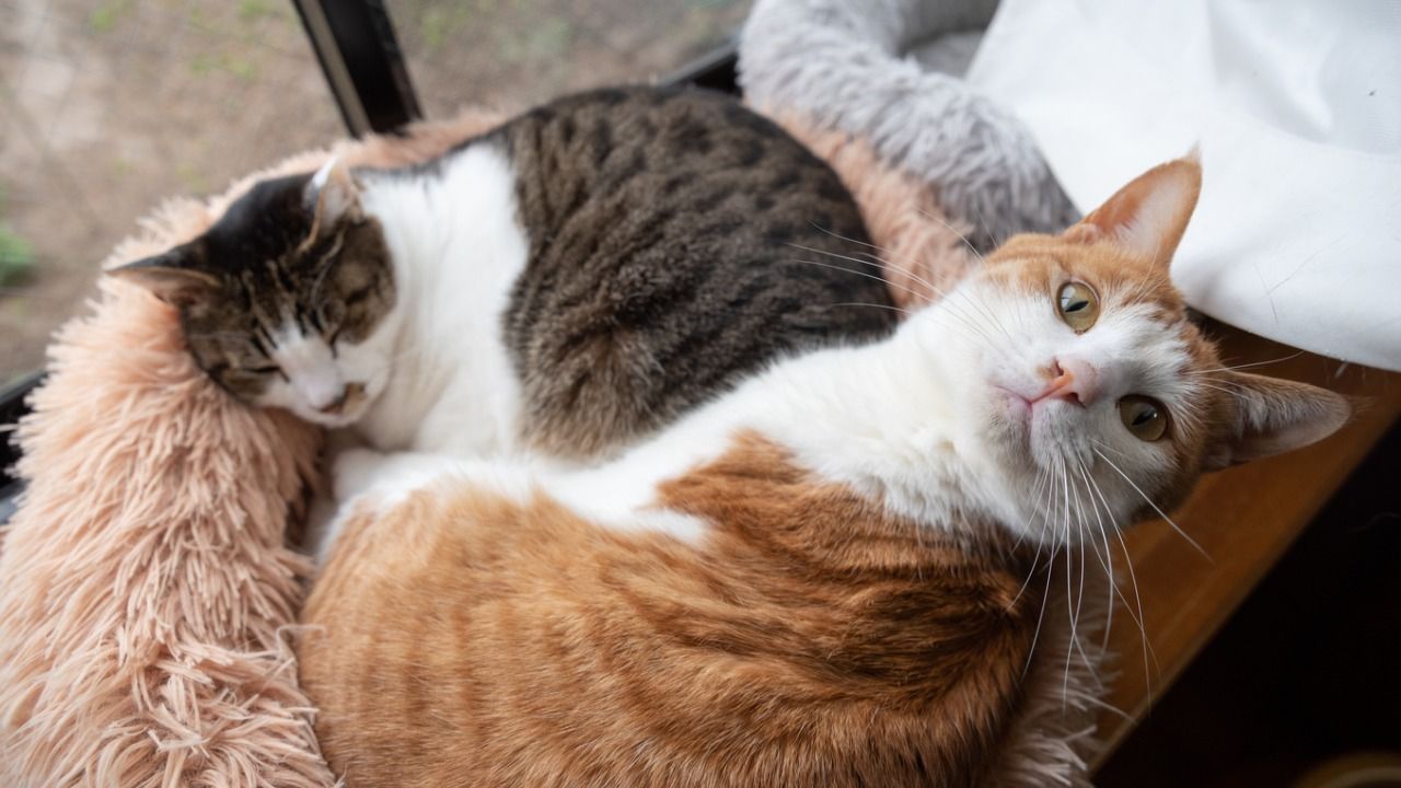 Parvovirose felina: sintomas, diagnóstico e tratamento