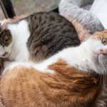 Parvovirose felina: sintomas, diagnóstico e tratamento