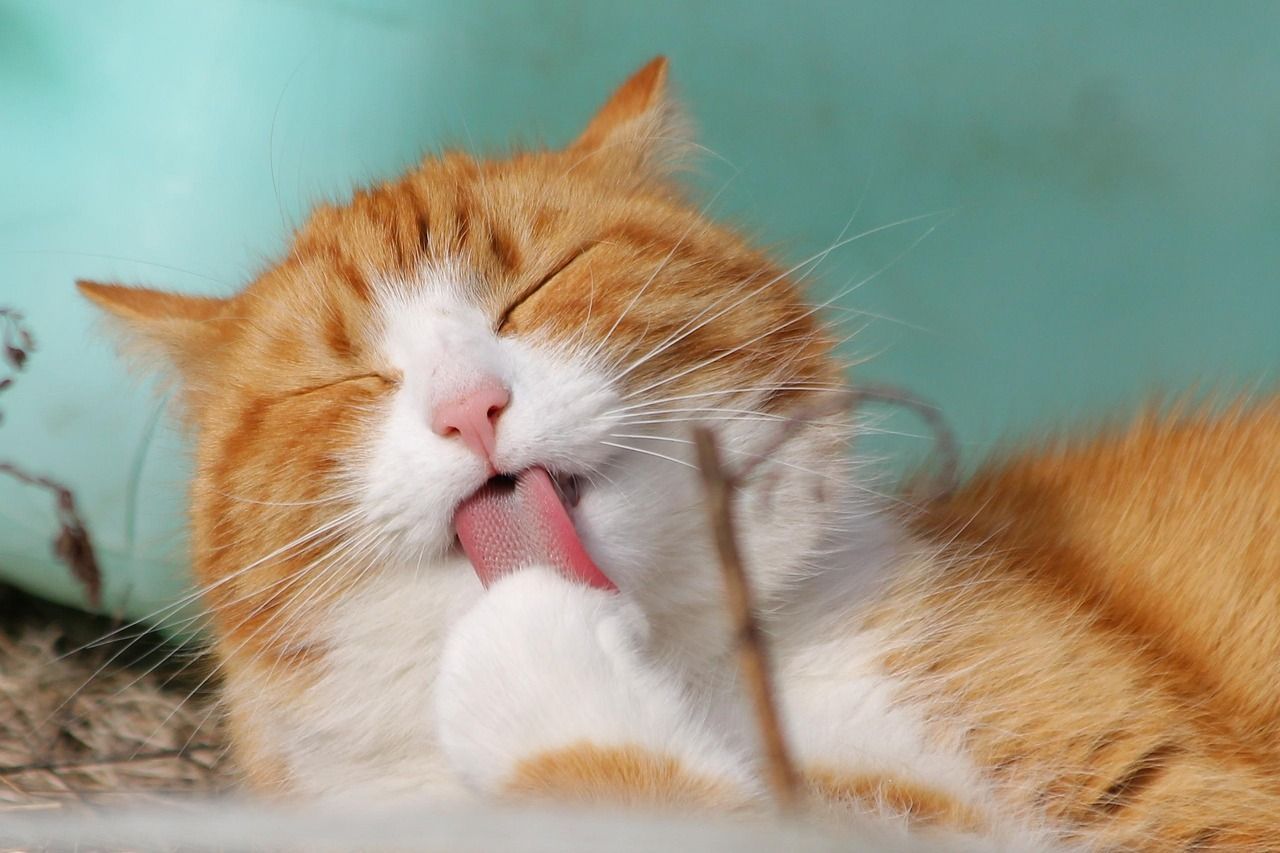 Gengivite em gatos: como identificar e cuidar da saúde bucal felina