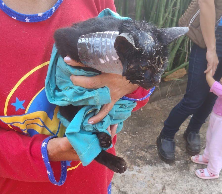 Gato prende a cabeça em pote de vidro e fica 'pistola' após resgate dos bombeiros em MG