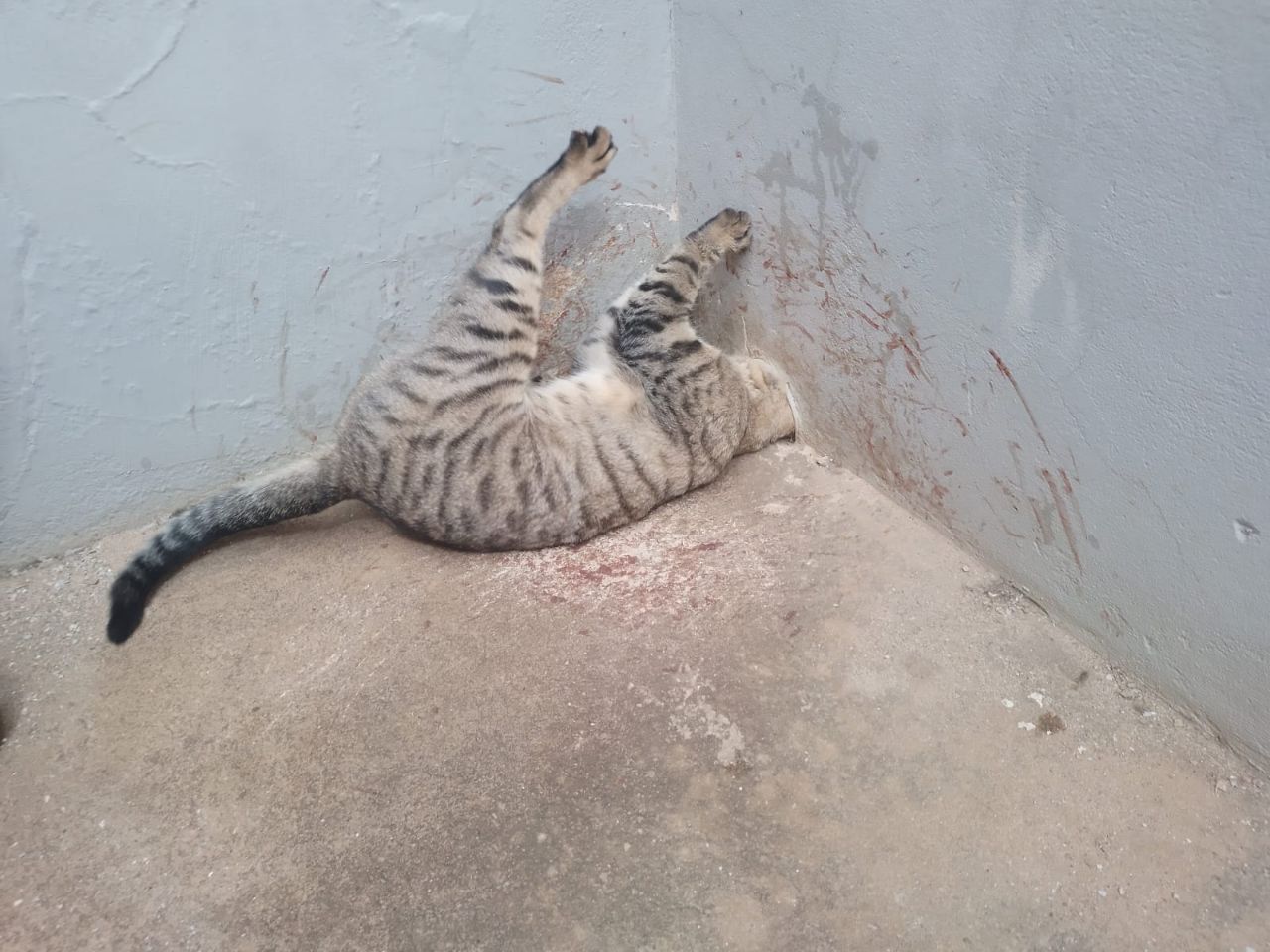 Vídeo: gato prende a cabeça em cano de PVC no interior de Minas