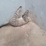 Vídeo: gato prende a cabeça em cano de PVC no interior de Minas