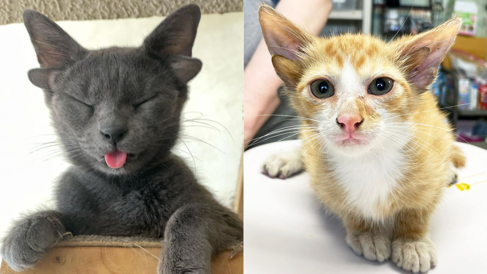 Com mutação genética rara, gatos nascem com quatro orelhas e viralizam nas redes sociais; veja fotos