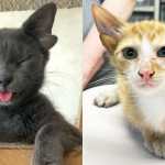 Com mutação genética rara, gatos nascem com quatro orelhas e viralizam nas redes sociais; veja fotos