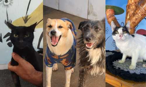 Gatos e cães que estarão na campanha Me Adota Aí neste sábado (8) em Juiz de Fora