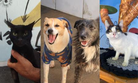 Gatos e cães que estarão na campanha Me Adota Aí neste sábado (8) em Juiz de Fora