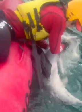 Vídeo: bombeiros salvam filhote de boto-cinza que estava enrolado em rede de pesca em Ubatuba (SP)