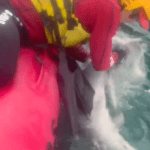 Vídeo: bombeiros salvam filhote de boto-cinza que estava enrolado em rede de pesca em Ubatuba (SP)