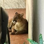 Vídeo: bombeiros capturam onça em garagem na região Noroeste de Minas