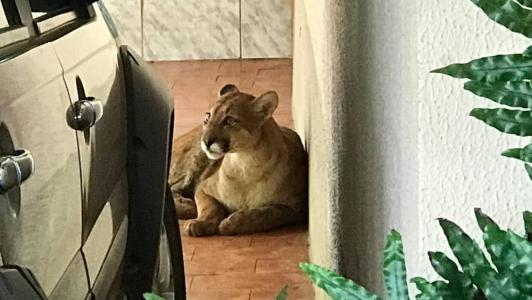Segundo a corporação, o felino era de grande porte e ofereceu resistência à aproximação dos militares