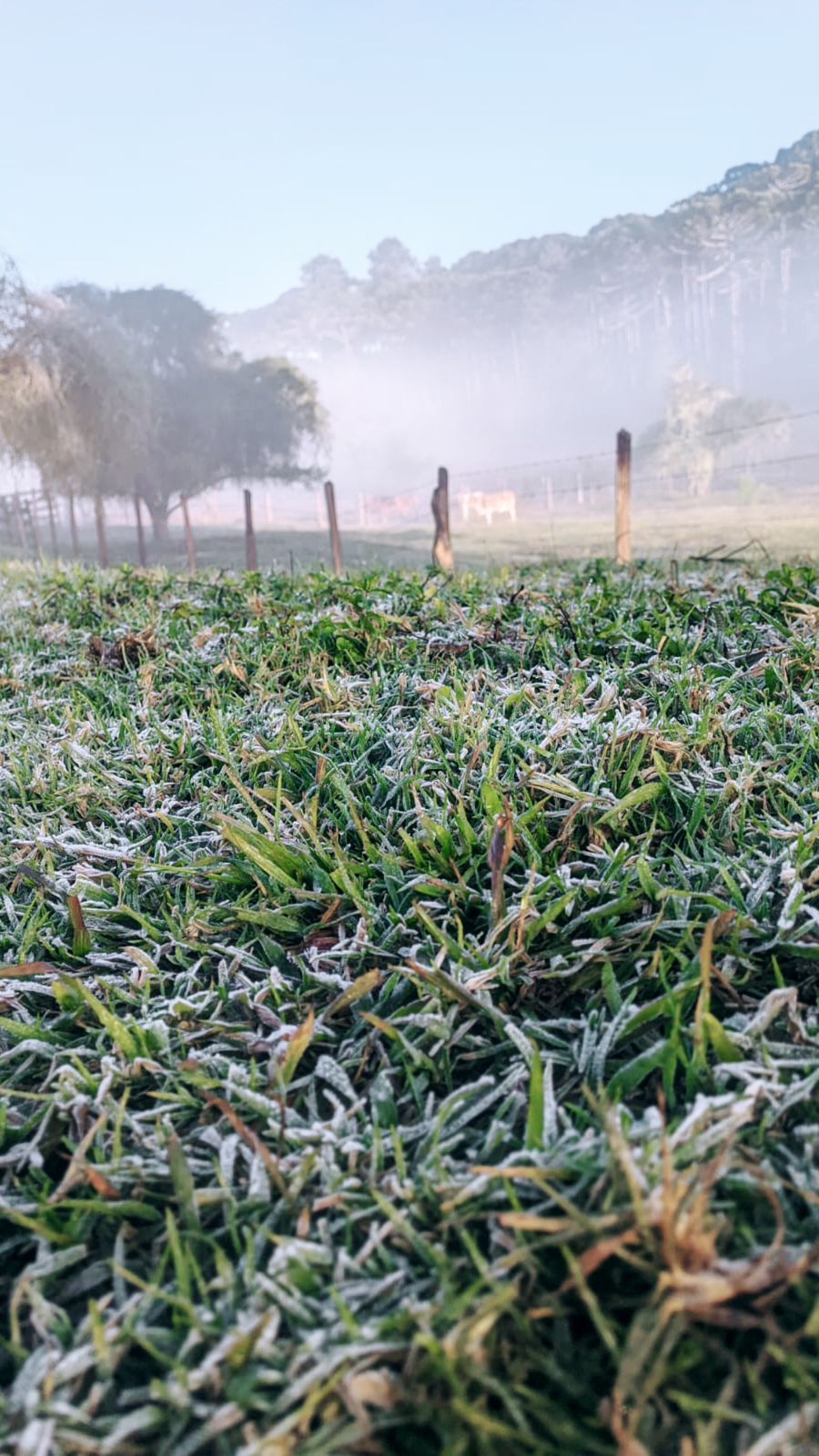 Início do inverno é marcado por geada e temperaturas baixas no Sul de Minas
