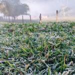 Início do inverno é marcado por geada e temperaturas baixas no Sul de Minas