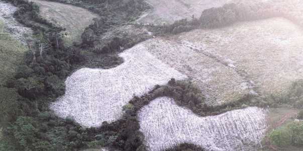 Foto mostra geada em Maria da Fé (MG)