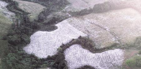 Foto mostra geada em Maria da Fé (MG)