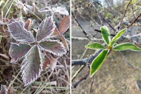 Fotos mostram geada em Monte Verde, distrito de Camanducaia (MG)