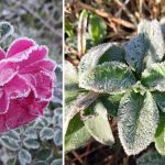 Onda de frio 2025: por que ela despertou mais interesse no Google que a friaca de 2024?