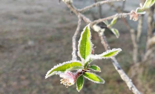 Fotos mostram geada em Monte Verde, distrito de Camanducaia (MG)