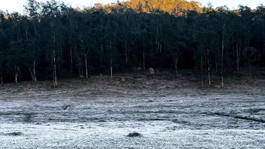 Gelo sobre vegetação em Maria da Fé, cidade atingida por geada nos últimos dois dias