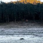 Geada atinge cidades do Sul de Minas; fenômeno deve durar até quinta (6)