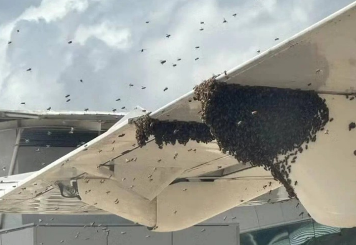 Nuvem de abelhas cerca avião e passageiros esperam mais de 1 hora para desembarcar