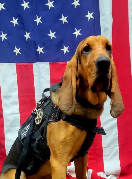 Cadela de polícia da raça bloodhound