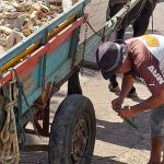 Pneu de carroça fura em avenida de agências de carros de luxo de BH: ‘Roda desembolado’, brinca trabalhador