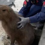 Vídeo: bombeiros resgatam capivara de bueiro em Santa Catarina 