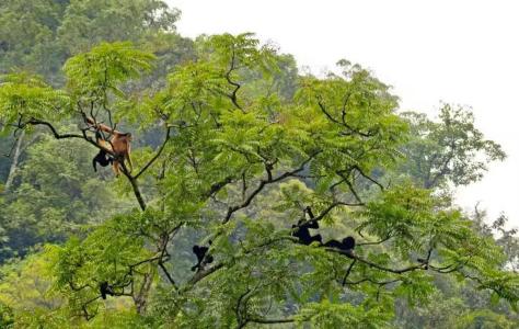 Macaco Gibao-cao-vit