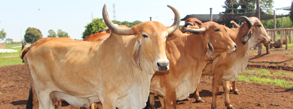 Epamig levará série de atividades para a Expozebu; saiba quais