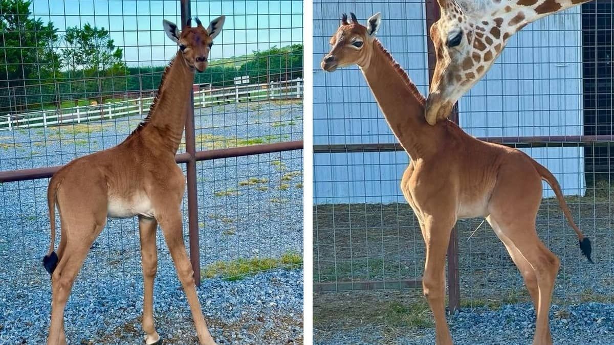 Zoológico abre votação para escolher nome de girafa que nasceu sem manchas: 'única no mundo'
