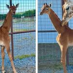 Zoológico abre votação para escolher nome de girafa que nasceu sem manchas: 'única no mundo'