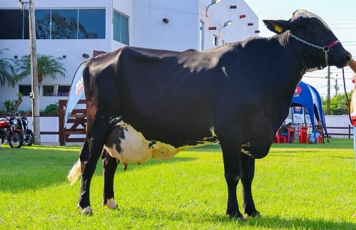 Animais da raça Girolando terão uma casa dentro da  ExpoZebu; entenda