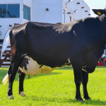 Animais da raça Girolando terão uma casa dentro da ExpoZebu; entenda