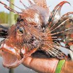 Peixe venenoso invade costa pernambucana e ameaça biodiversidade local