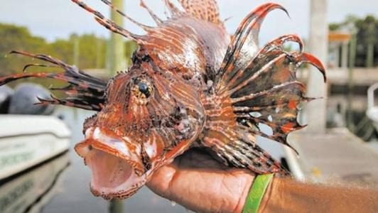 O Peixe-Leão têm sido encontrado no Amapá, Pará, Maranhão, Piauí, Ceará, Paraíba, Rio Grande do Norte e Pernambuco