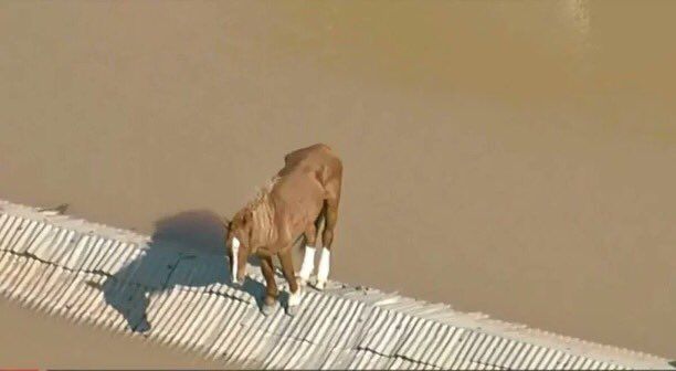 Chuvas no Sul: Janja afirma que equipe do Exército está a caminho para resgatar cavalo ilhado no RS