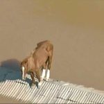 Chuvas no RS: após comoção com 'caramelo', cavalo é encontrado no 3º andar de prédio