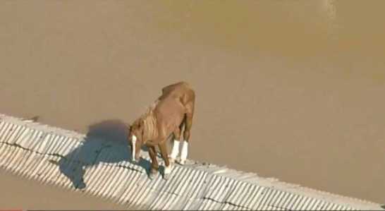 Cavalo Ilhado R
