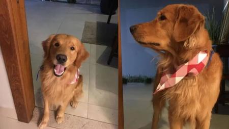 Golden retriever se chamava 'Churros' e tinha o costume de andar pela praia de Guarapari
