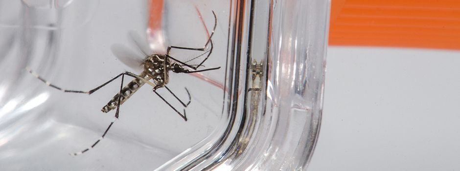 Ações integradas entre Governo de Minas e população fazem casos de dengue caírem 96%