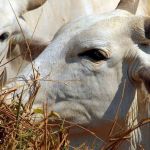 'Vaca louca': governo federal investiga caso suspeito no Pará