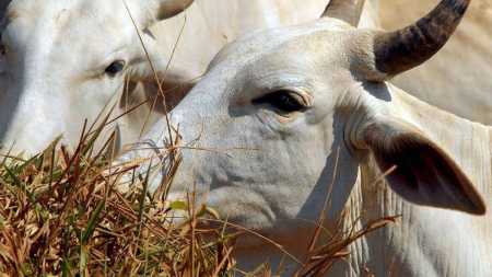 Governo investiga suspeita de caso de "vaca louca" no Pará