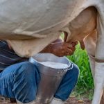 Governo vai proteger pequeno produtor de leite