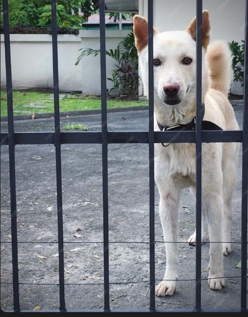 Portão para cachorro garante segurança e bem-estar dentro de casa