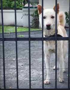 A decisão deve sempre levar em conta as características do animal e as necessidades do ambiente, para unir proteção e bem-estar